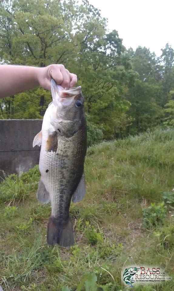 monster bass - Largemouth Trophy Room - Bass Fishing Forums