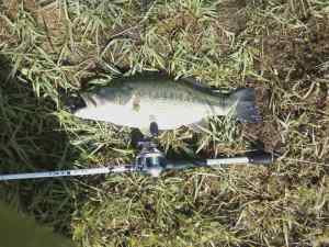 monster bass - Largemouth Trophy Room - Bass Fishing Forums