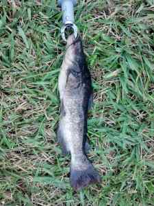 catfish like rubber worms?