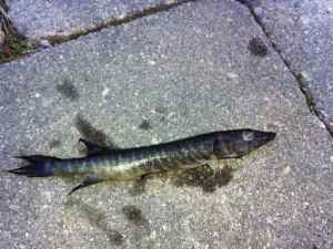 Snakehead pic 1