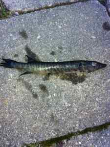 Snakehead pic 2