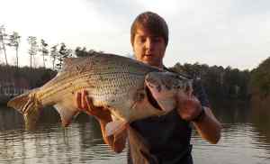 Giant hybrid, unofficial new state record for NC