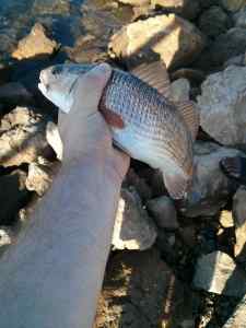 122113 JupiterInlet Redfish2