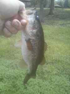 03.11.14 Turkey Lake 5th Bass