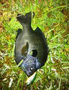 Bluegill on crank