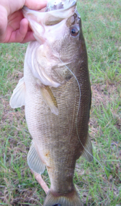 South Carolina Bass on a D&M swim jig during the spawn on my favorite lake!