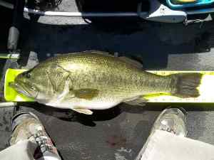 2014 08 14 24in 7.65lb LMB Spring Side1