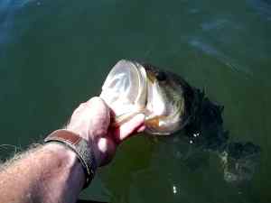 2014 07 04 20in 3.41lb LMB Spring Mouth