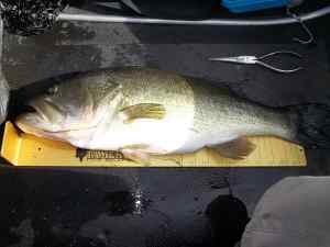 2014 06 29 24in 7.41lb LMB Spring