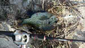 Big blue gill