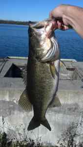 bass5