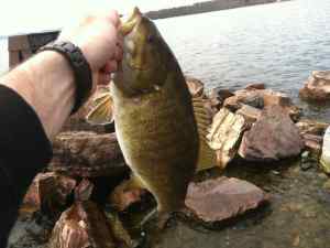 Smallie