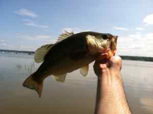 Largemouth