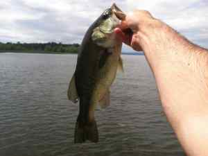 Largemouth