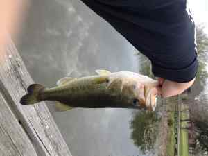 2.5 lb Largemouth