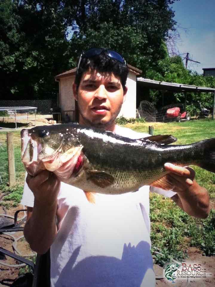 Largemouth BASS