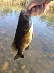 River Smallie