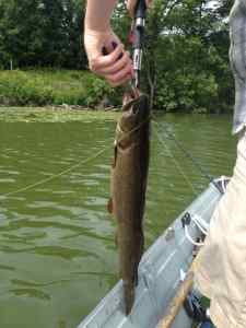 BOWFIN