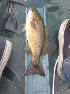 Lovell Smallmouth #3