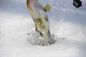 ice bass