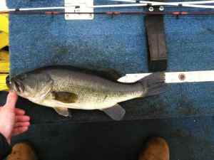 bass 1