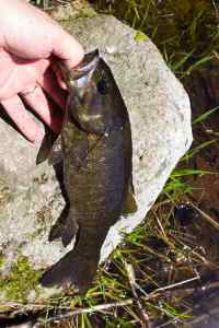 Mr, smallmouth Bass 5 2014