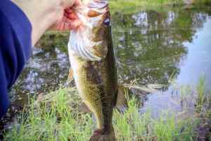 1  2.5lb Laremouth May 2014