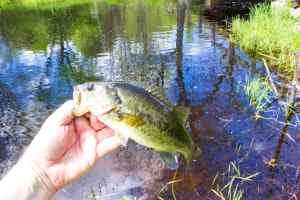 1 Largemouth bass May 2014