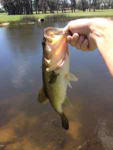 Golf course Bass