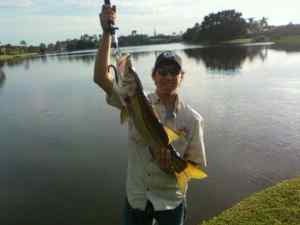 Big snook