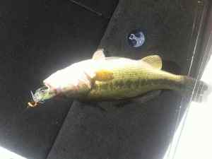 Same 5 lber in the boat