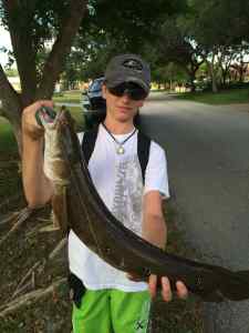 26 inch Snakhead