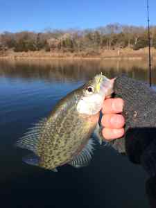 dinkcrappie