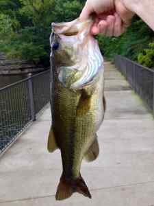 fat bass