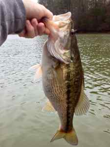 PB Spotted Bass