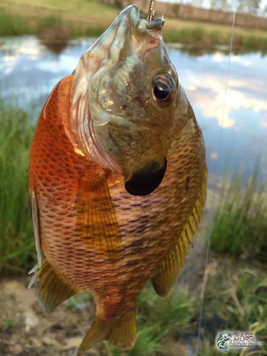 Fishing in the South