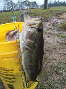 A bucket full of fish.