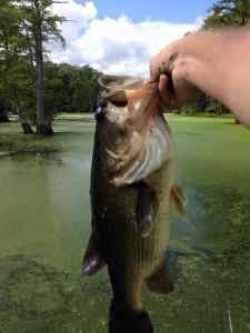 6.2lb