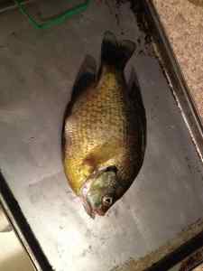 1.7lb bluegill