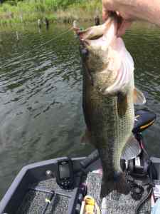 A 5 lb, 2 oz "baby" from Lake Fork