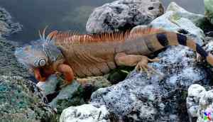 Handsome and huge golf course iguana