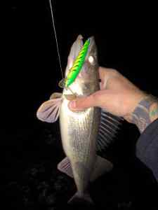 clintonsauger