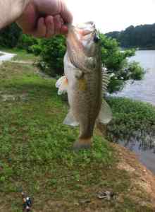 Bass Fishing