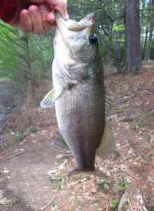 Bass Fishing