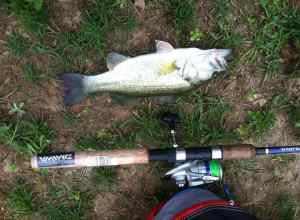 Bass Fishing