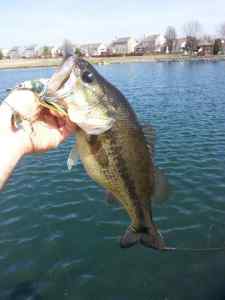 neighborhood bass