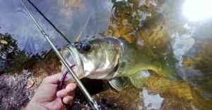 Pond bass On good old Manns Purple Jelly Worm