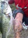 Pablo with one of his first Big Bass out of the Swamp....Nice Senko Bass in 1 foot of water