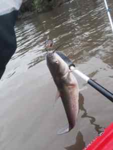 Cranky Catfish