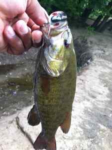 Olentangy River Columbus Ohio Small Mouth Bass 0001